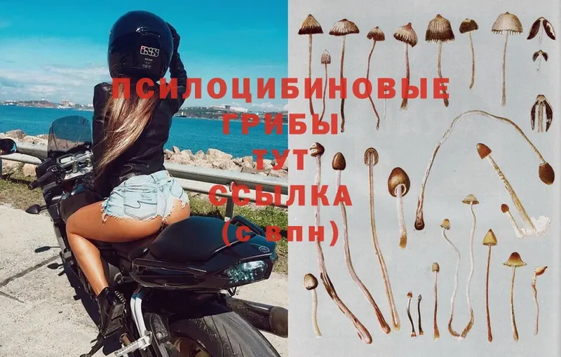 Псилоцибиновые грибы Cubensis Тайшет